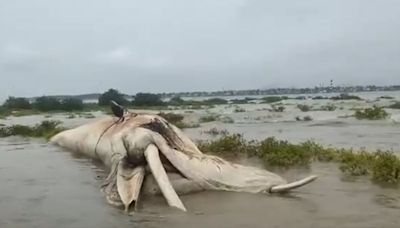 VIDEO: 30-Ft-Long Whale Carcass Washes Ashore Near Virar's Arnala