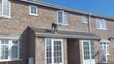 Daring dog saved from roof by Wellington Fire Station