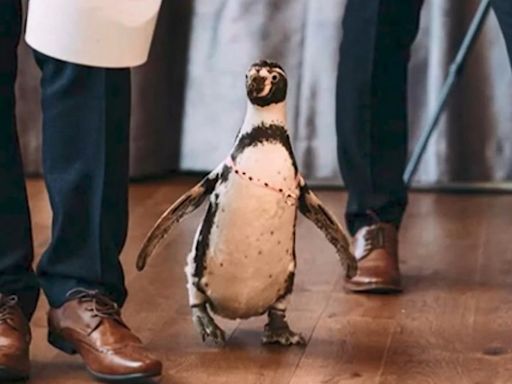 超可愛伴郎！英國新郎聘企鵝帶婚戒亮相 新娘、賓客搶合照