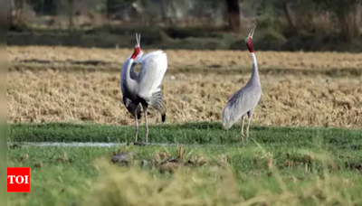 Sarus crane population surges in UP: 19,918 counted in 2024 state-wide summer census | Lucknow News - Times of India