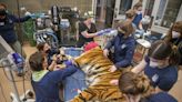 Sumatran tiger, Sanjiv, euthanized at Point Defiance Zoo in Tacoma