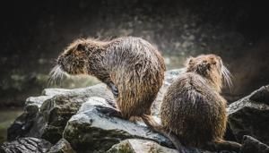 Reintroduction of beavers to wetlands leading to more bats | FOX 28 Spokane