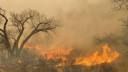 The Biggest Fire in Texas History Will Help Quail Someday. Right Now It’s Killing Them