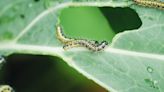 My gardening rule prevents plants from being destroyed by a big wave of bugs