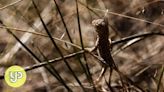 Australia’s ‘earless dragon’ faces extinction due to climate change