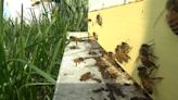 Local beekeepers give tips on gardening while saving the bees