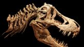 Paleontologists found a new dinosaur species with tiny T. Rex arms