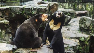 'Panda dog' zoo exhibit in China features black-and-white painted chows, controversy