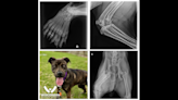 Animal shelter ‘floored’ seeing puppy’s X-rays detailing ‘rare’ condition, photos show