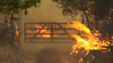 Incendio en granja de Texas mata a 18.000 vacas, la mayor cifra registrada