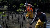 Mangrove forest thrives around what was once Latin America's largest landfill