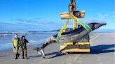 None has ever been seen alive: Has the ‘world’s rarest whale’ washed up on a beach in New Zealand?