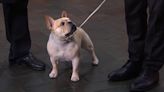 Meet Winston, the French Bulldog Who Made History at 2022 National Dog Show Winner