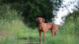 Hungarian Pointer Rescued After Going for a Swim with the Ducks in Indiana Pond