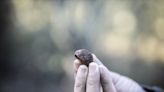 Descoberta trufa de Verão pela primeira vez em Portugal