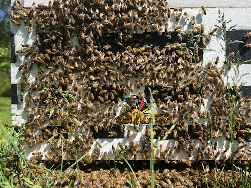 The queen bee from that 2023 Indy 500 swarm now has a thriving hive — and she needs a name