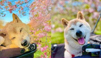 永別！迷因柴犬「Doge」18歲高齡辭世 狗狗幣應聲下跌5％│TVBS新聞網