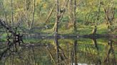 Wildlife safaris in the UK: My weekend spotting beavers on a rewilding estate in Scotland