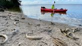 Climate change: Efforts to reduce global warming hurting manatees in an unusual way