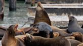 Hundreds of sea lions suddenly appear on California pier