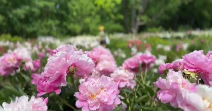 Historic peony garden in bloom at University of Michigan's campus in Ann Arbor