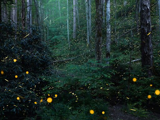 Word from the Smokies: Fireflies are surprisingly diverse