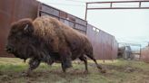 Man injured, arrested after harassing bison