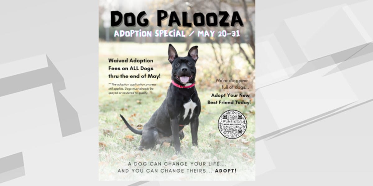 Homeward Animal Shelter hosts Dog Palooza Adoption Special