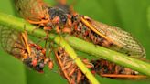 Will cicadas hurt my garden? They won't eat your plants, but could cause some damage