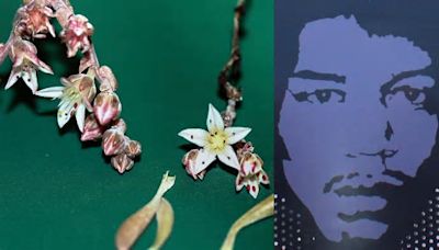 Rock and Roll Botany: An Endangered Plant Named After Legendary Guitarist Jimi Hendrix