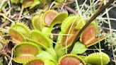 Venus flytraps are quick and deadly with their prey | ECOVIEWS