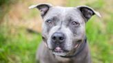 With Days Before Her Foster Leaves the Country, Shelter Sweetie Needs Help ASAP