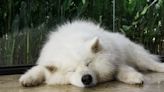 Samoyed and Dachshund Sisters Share the Coziest Nap Together and People Want In