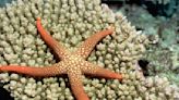 Starfish may just be heads "crawling along the seafloor," study finds