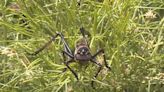 Small town swarmed by Mormon crickets