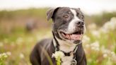 'Old Lady' Pit Bull Coming Home With Police Escort is Too Cool For School