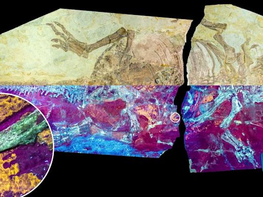 Animal extinto desvela un secreto evolutivo en la formación de las plumas de los dinosaurios