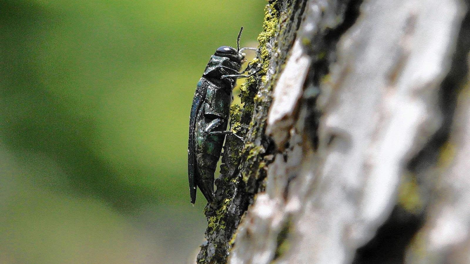 Invasive emerald ash borer endangers cultural keystone tree species