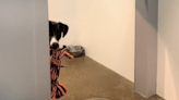 Shelter pup desperate for visitors to play with her, but is too shy to ask