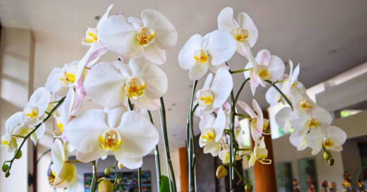 Encourage orchids to bloom even longer by feeding them two common kitchen scraps