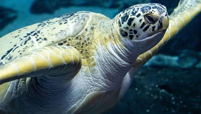 Six turtles washed up on UK shores released back into the wild by the Royal Navy