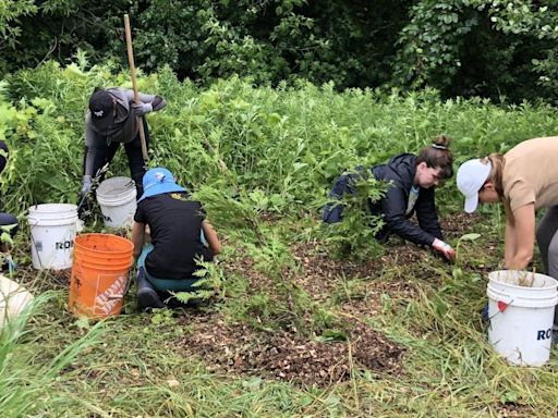 York Region on alert for new invasive species posing threat