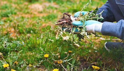 Weeds will ‘disappear’ from garden for good with 75p homemade solution