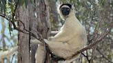 Male lemurs grow bigger testicles when there are other males around