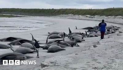 Whole pod of 77 whales die in mass stranding in Orkney