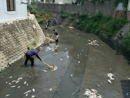 竹縣茄苳溪出現大量魚屍 新豐清潔隊撈除 (圖)