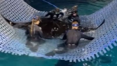 Larger Than Life: Watch A Giant Manta Ray Get A Vet Check-Up