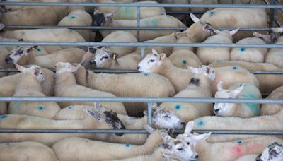 Lambs hold above £6/kg as tight supply helps steady falls - Farmers Weekly