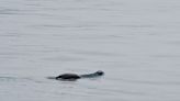 南大嶼海岸公園刊憲少宣傳 學者斥「被動保育海豚」