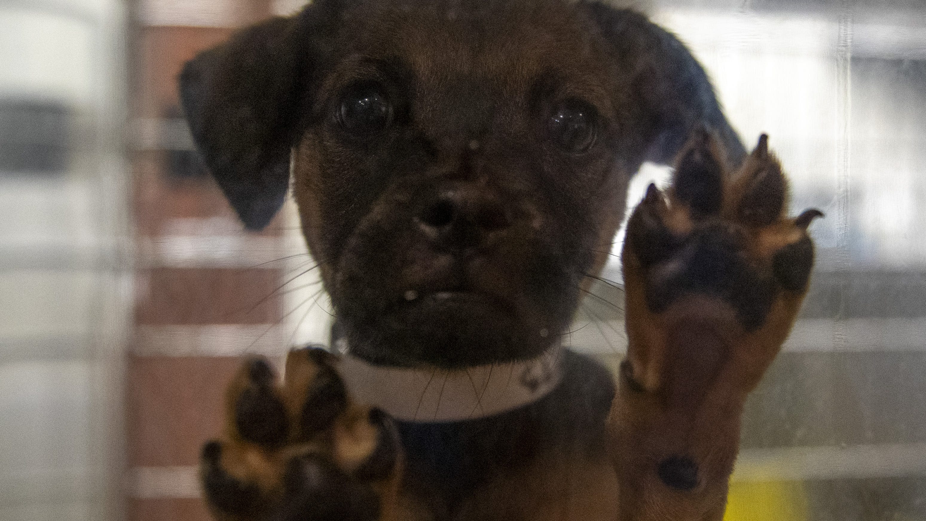 Dogs wait to be adopted at over-capacity Maricopa County Animal Care and Control shelters